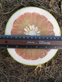            Fruit cross-section (Winter Haven, FL)   