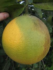            Fruit (Winter Haven, FL)   