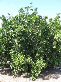            Habit (Winter Haven, FL)   