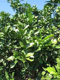              Sun leaves (Winter Haven, FL)       