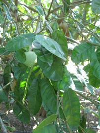              Shade leaves (Winter Haven, FL)       