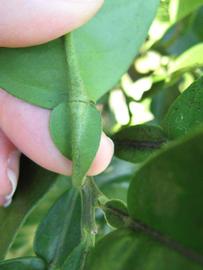              Petiole (Winter Haven, FL)       