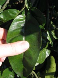              Unifoliolate leaf (Winter Haven, FL)       