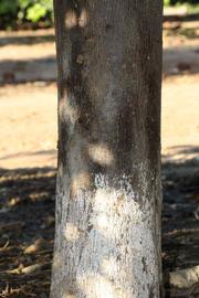            Bark (Riverside, CA)   