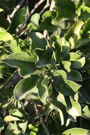              Sun leaves (Riverside, CA)       