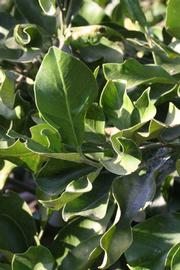              Sun leaves (Riverside, CA)       