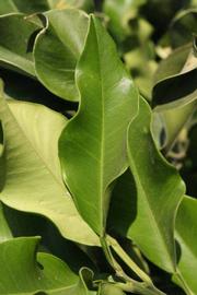              Unifoliolate leaf of  Citrus maxima           (Siamese Sweet,   Riverside, CA)       
