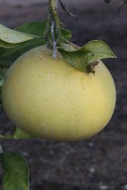              Fruit of  Citrus maxima          (Siamese Sweet, Riverside,   CA)       