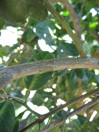              Second - third year twig (Winter Haven, FL)       