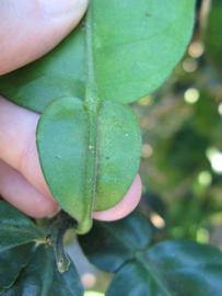              Petiole of  Citrus maxima         (Siamese Sweet, Winter Haven, FL)       