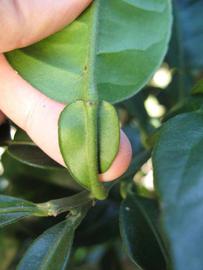              Petiole (Winter Haven, FL)       