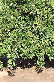            Habit (Riverside, CA)   