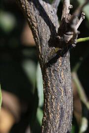              Second - third year twig (Riverside, CA)       