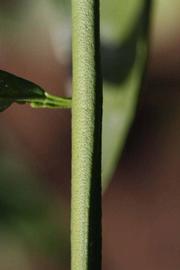            First year twig (Riverside, CA)   