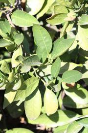              Sun leaves (Riverside, CA)       