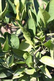              Sun leaves (Riverside, CA)       