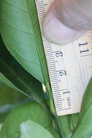              Unifoliolate leaf (Riverside, CA)       