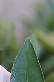              Margin (Riverside, CA)       