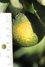            Immature fruit (Riverside, CA)   