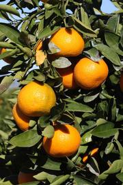            Fruit (Riverside, CA)   