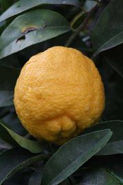            Fruit (South African, Riverside, CA)   