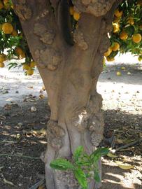            Bark (South African, Riverside, CA)   