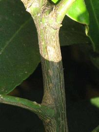              Second - third year twig (South African, Riverside, CA)       