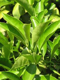              Sun leaves (South African, Riverside, CA)       