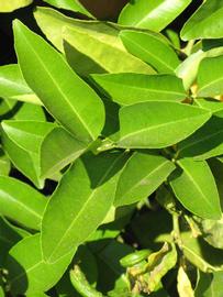              Sun leaves (South African, Riverside, CA)       