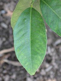              Unifoliolate leaf (South African, Riverside, CA)       