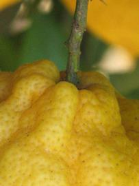            Fruit (South African, Riverside, CA)   