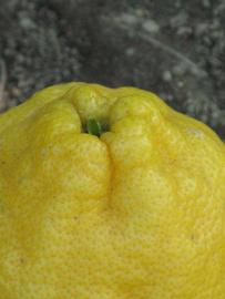            Fruit (South African, Riverside, CA)   