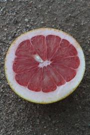            Fruit cross-section (Riverside, CA)   