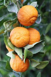            Fruit (Stow Red, Riverside, CA)   