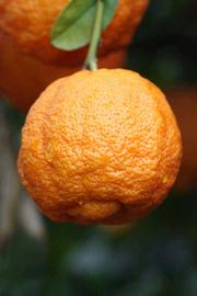            Fruit (Stow Red, Riverside, CA)   