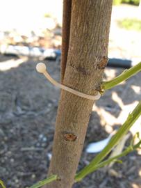              Bark (Winter Haven, FL)       