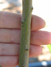              Second - third year twig (Winter Haven, FL)       