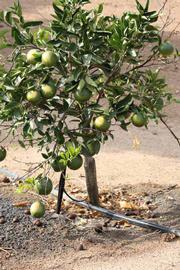            Habit (Riverside, CA)   