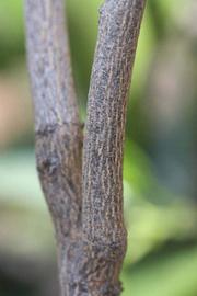              Second - third year twig (Riverside, CA)       