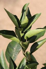              Sun leaves (Riverside, CA)       