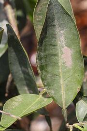              Unifoliolate leaf (Riverside, CA)       