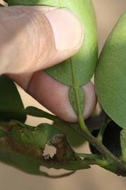              Petiole (Riverside, CA)       