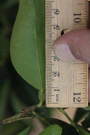              Unifoliolate leaf (Riverside, CA)       