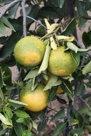            Immature fruit (Riverside, CA)   