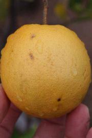            Fruit (Riverside, CA)   