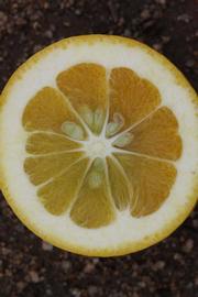            Fruit cross-section (Riverside, CA)   