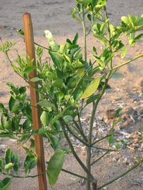              Habit (Riverside, CA)       