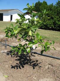            Habit (Winter Haven, FL)   