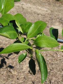              Sun leaves (Winter Haven, FL)       