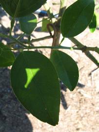              Shade leaves (Winter Haven, FL)       